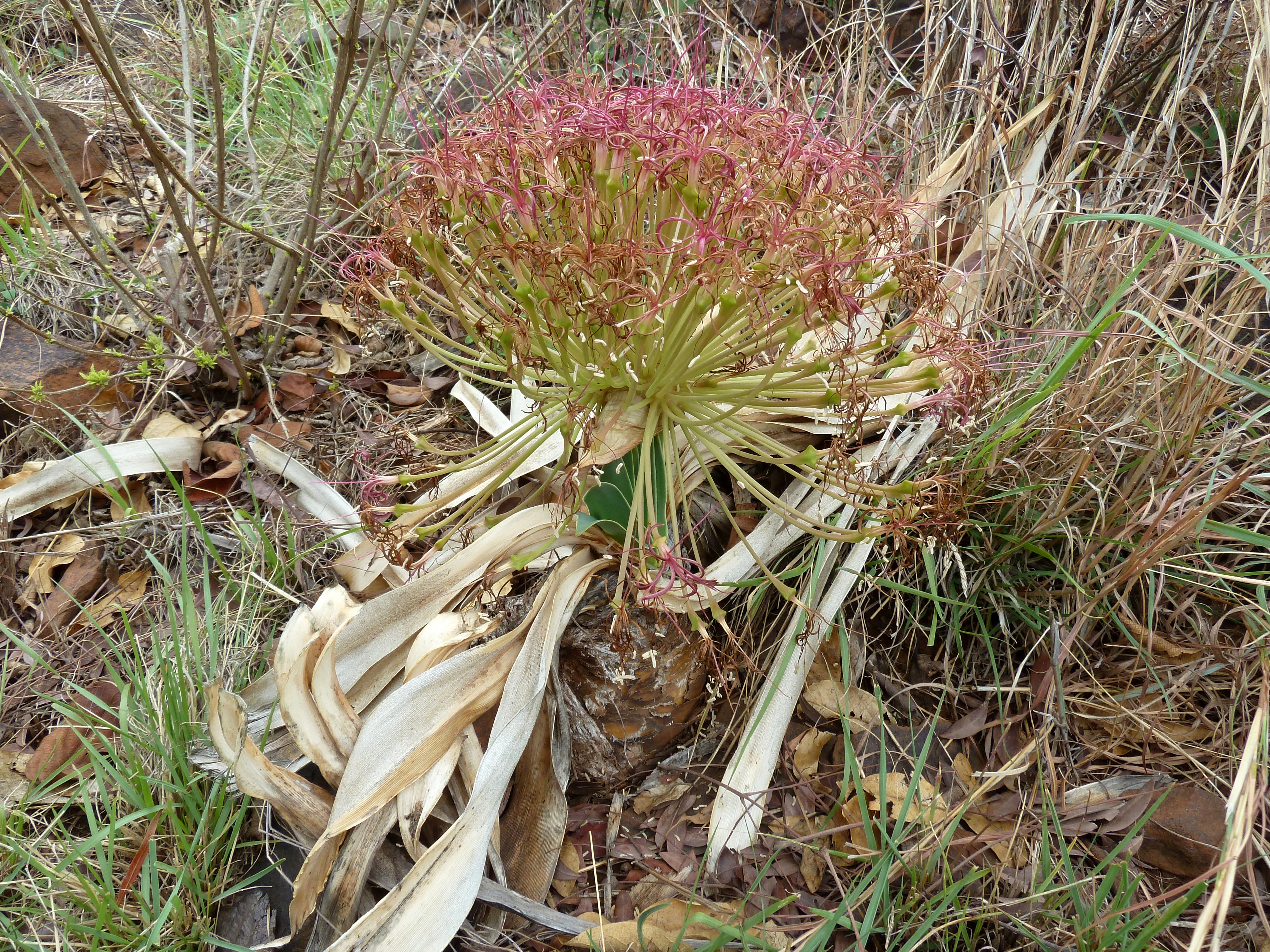 Boophone Disticha