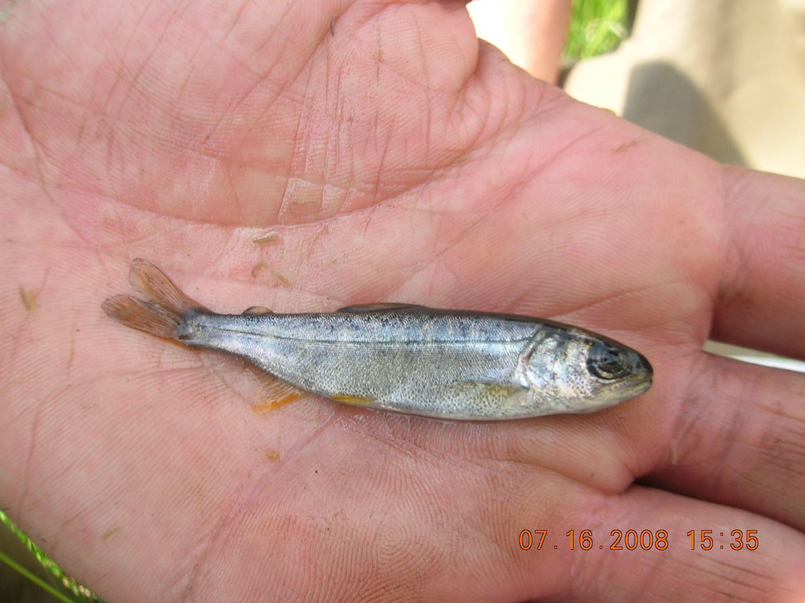 Juvenile fish - Wikiwand