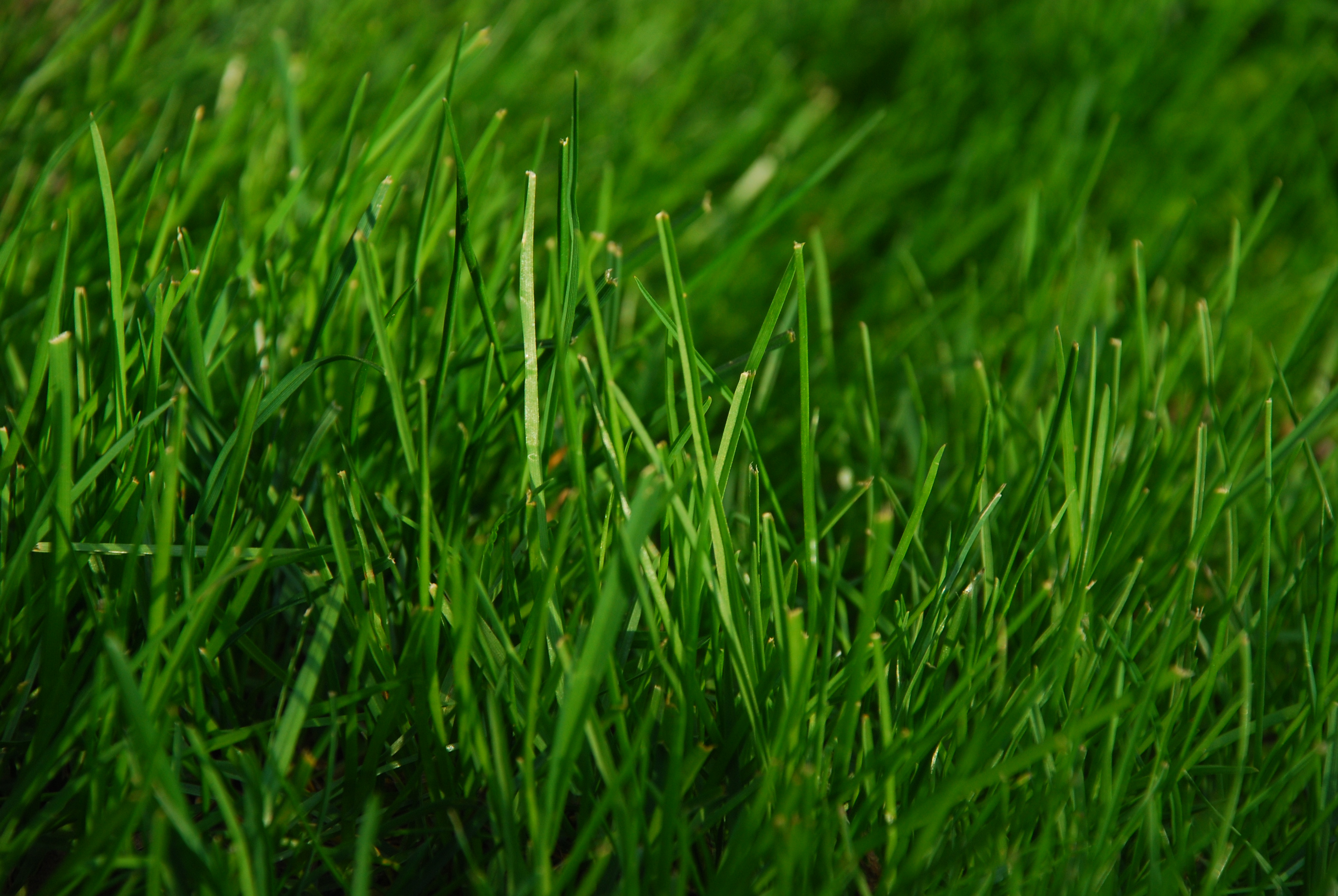 grass green living room