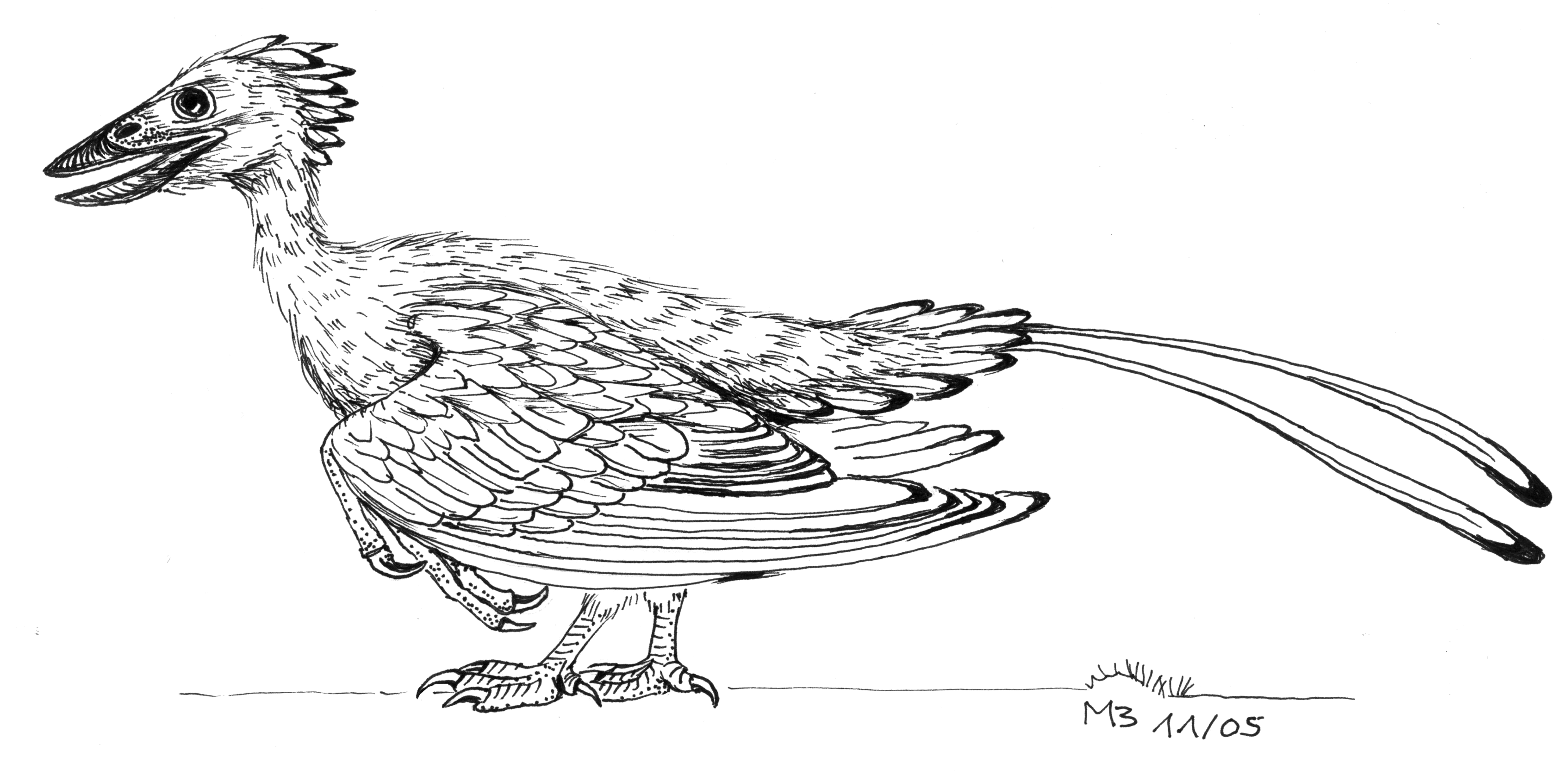 http://upload.wikimedia.org/wikipedia/commons/1/14/Confuciusornis_2.png