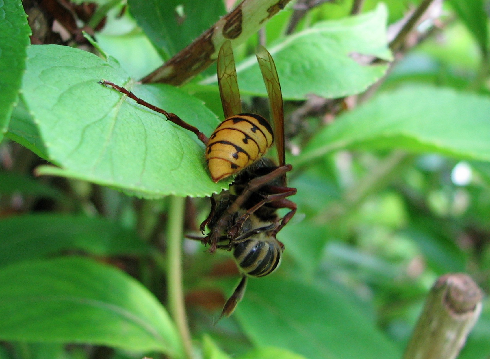 european hornet