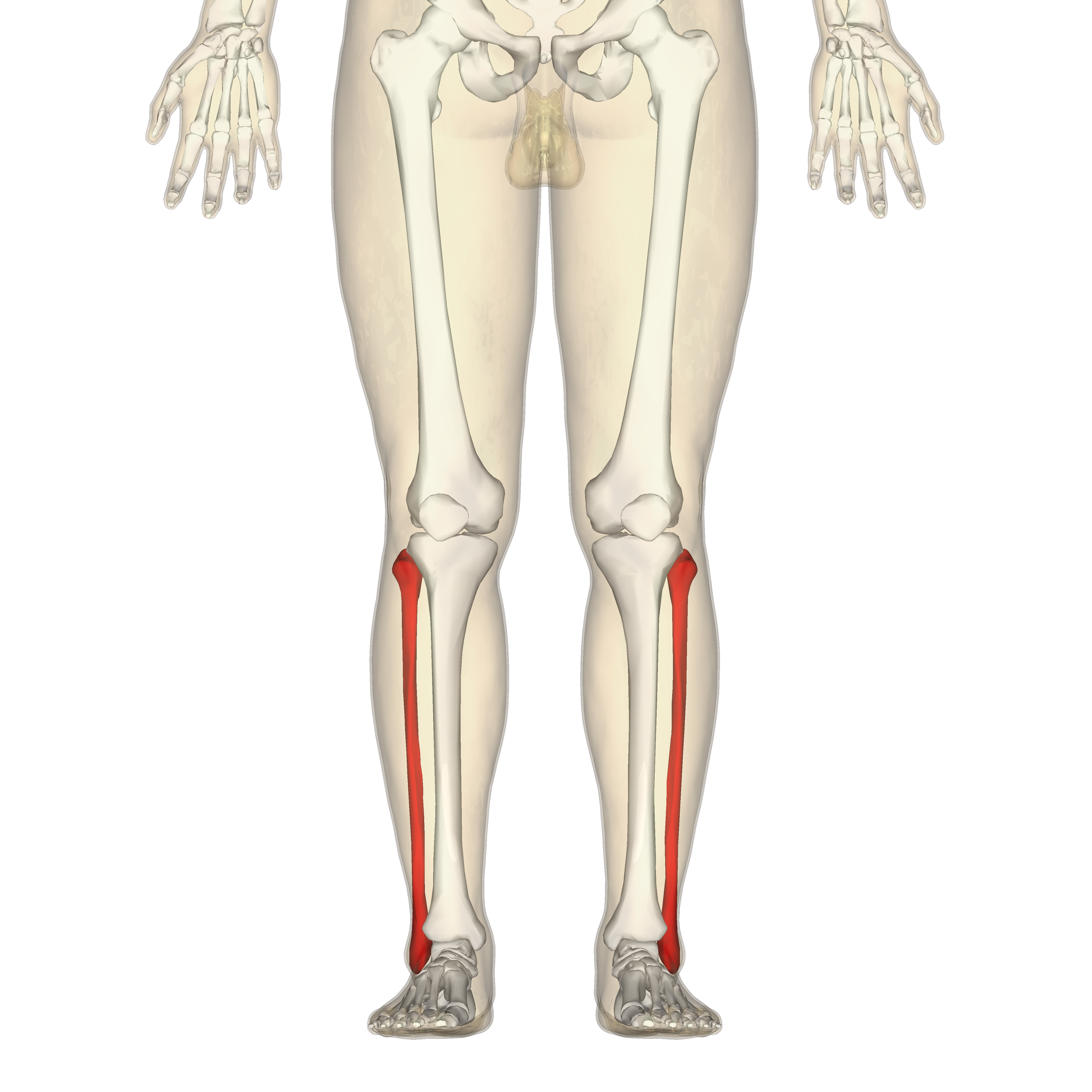 Fibula_-_anterior_view.png