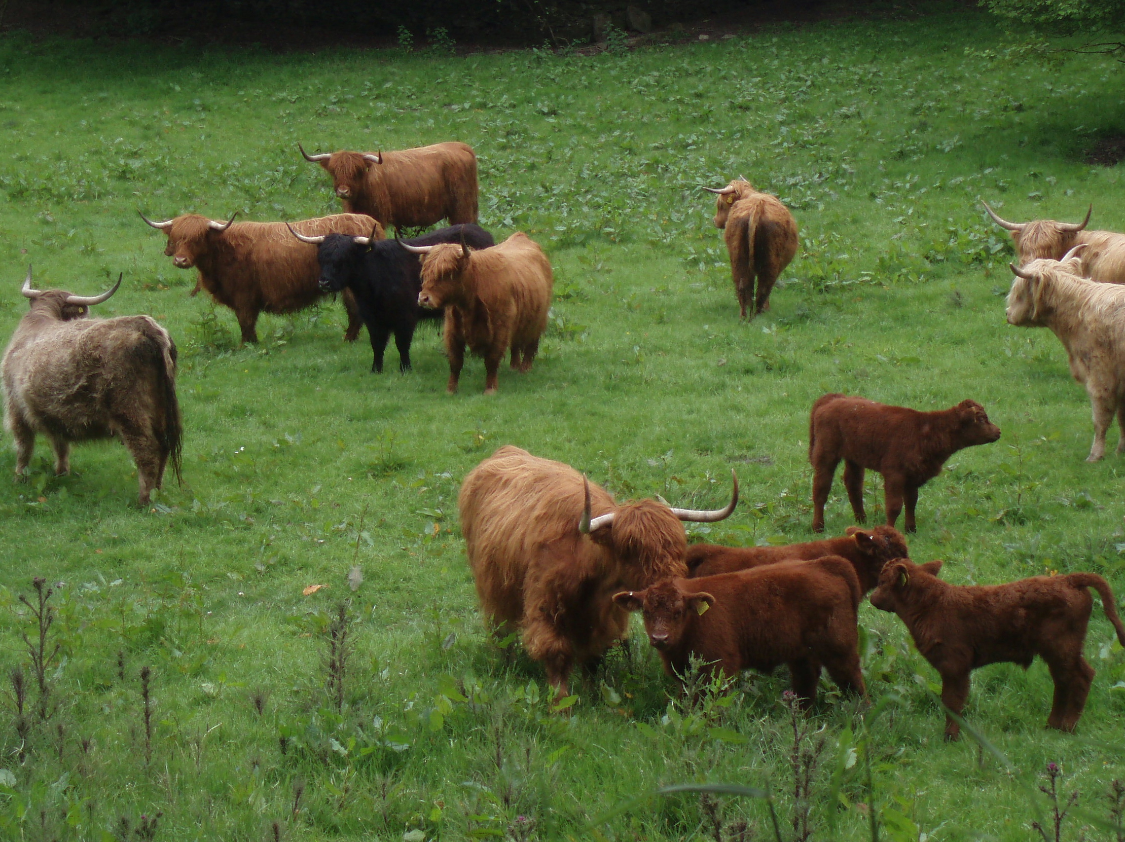 herds of cattle