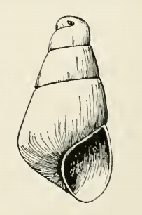 Odostomia mammillata