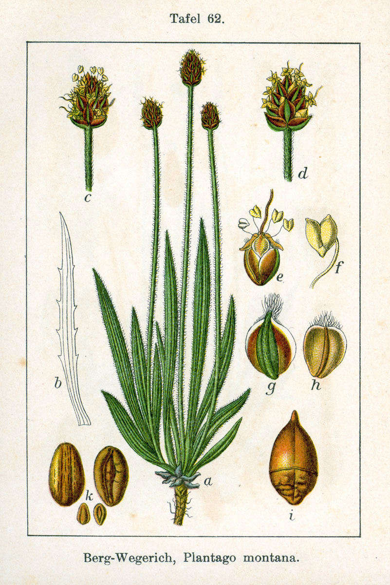 Plantago image