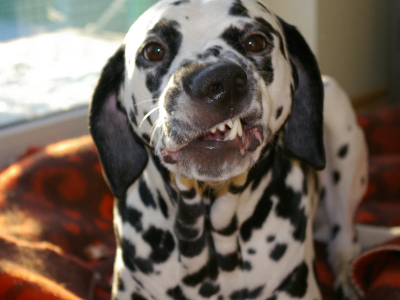 Dalmatians, uniquely among dogs, smile when th...