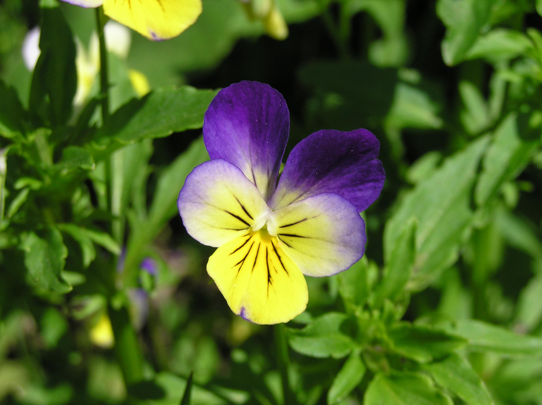 File:Viola tricolor.jpg