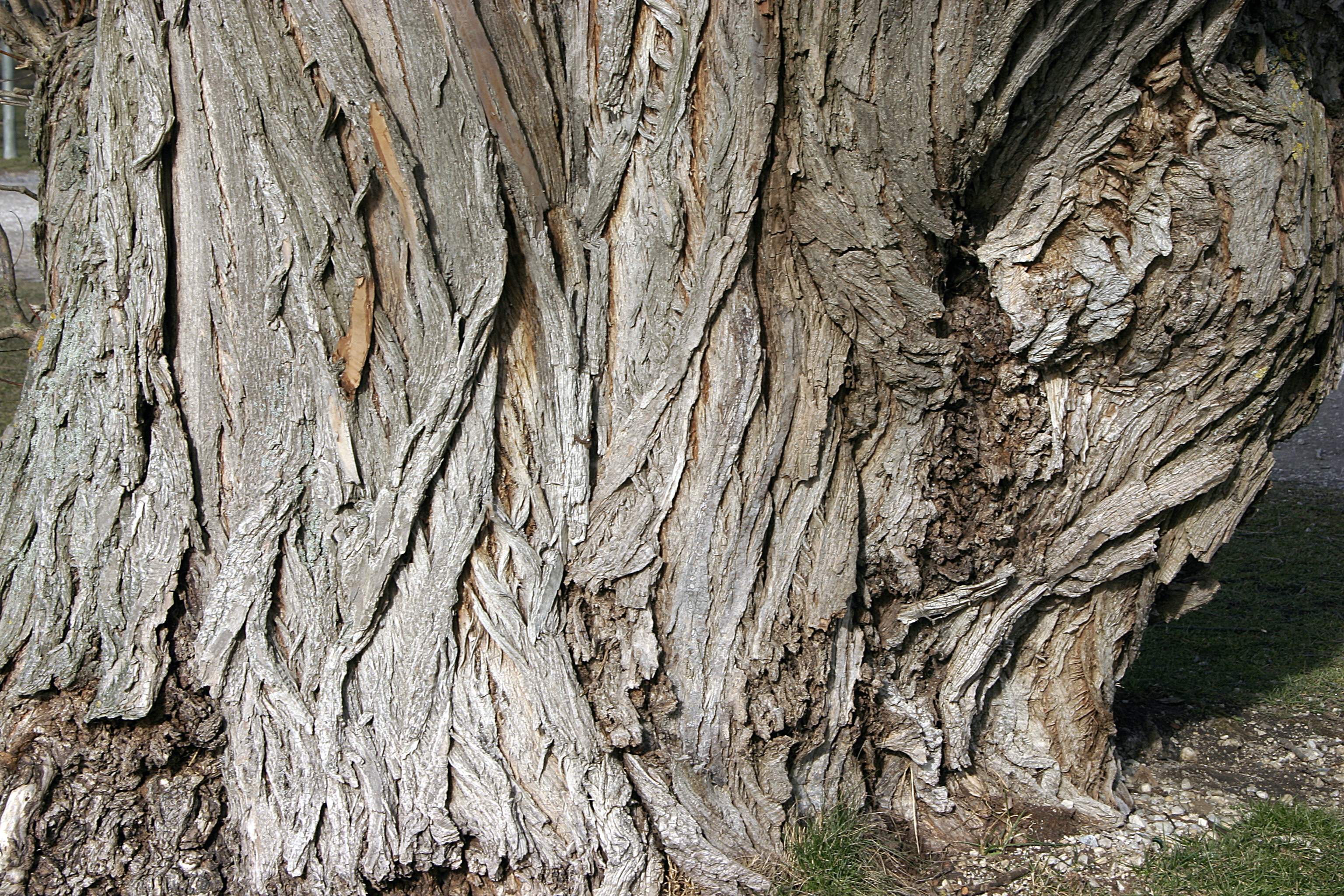 File Willow's Bark 01 .jpg Wikipedia