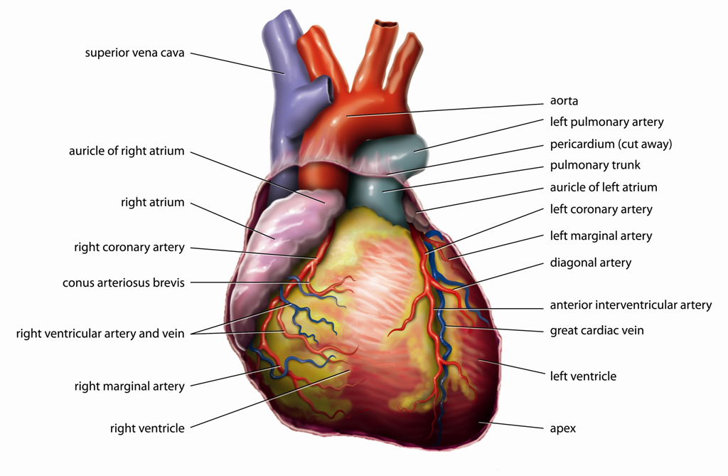 Blank heart diagram blood flow