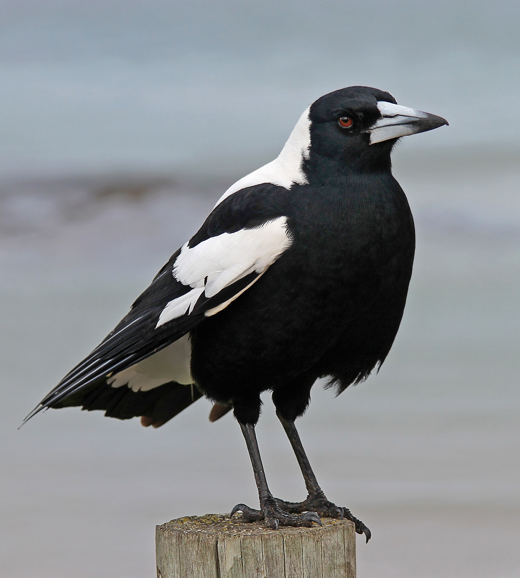 File:Australian Magpie 1, jjron, 5.07 highlight.jpg - Wikimedia Commons