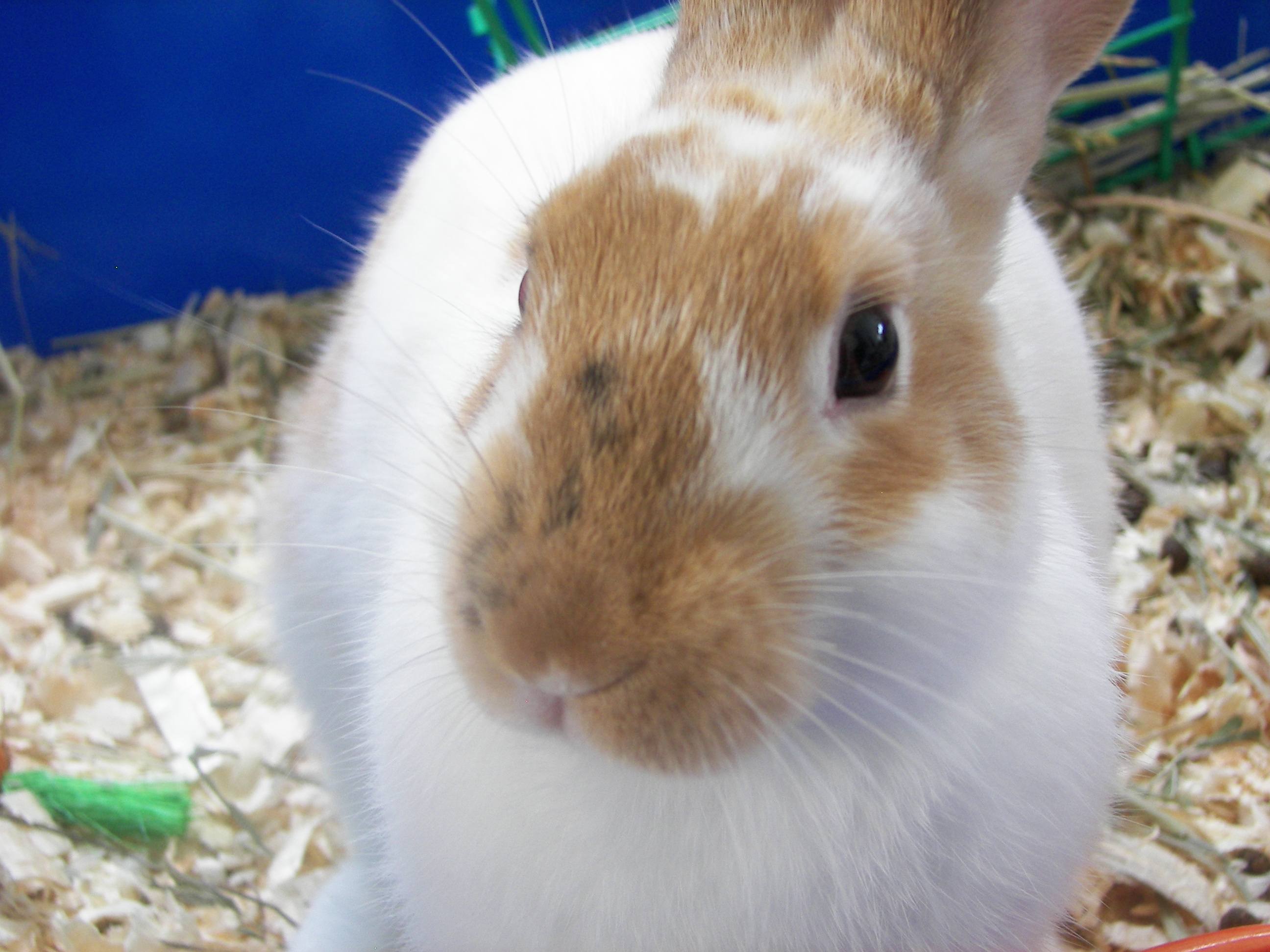 A Netherland dwarf rabbit called Butterscotch.