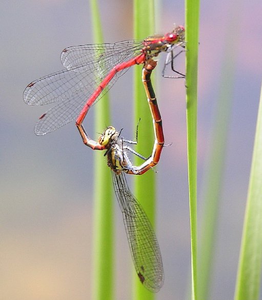 dragonflies mating