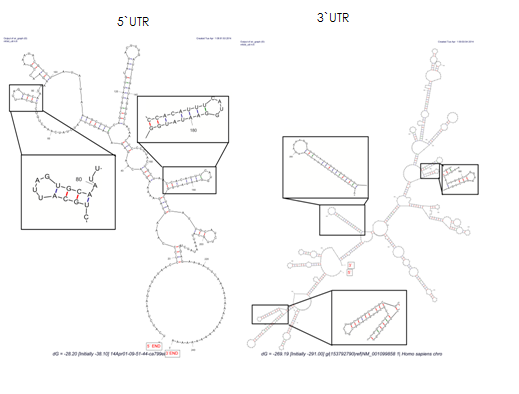 3`UTR and 5`UTR stem loops