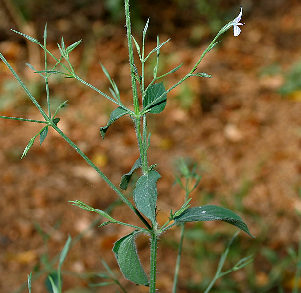 Dicliptera paniculata image