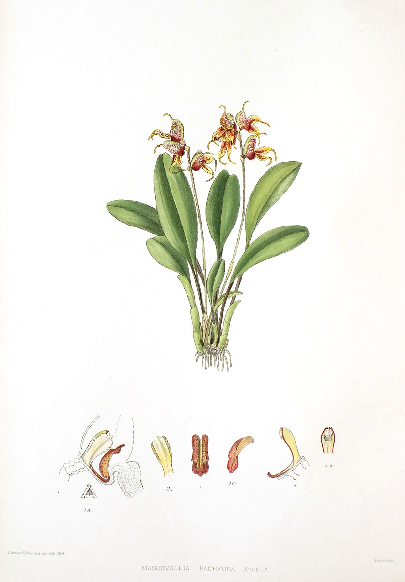 Masdevallia pachyura image