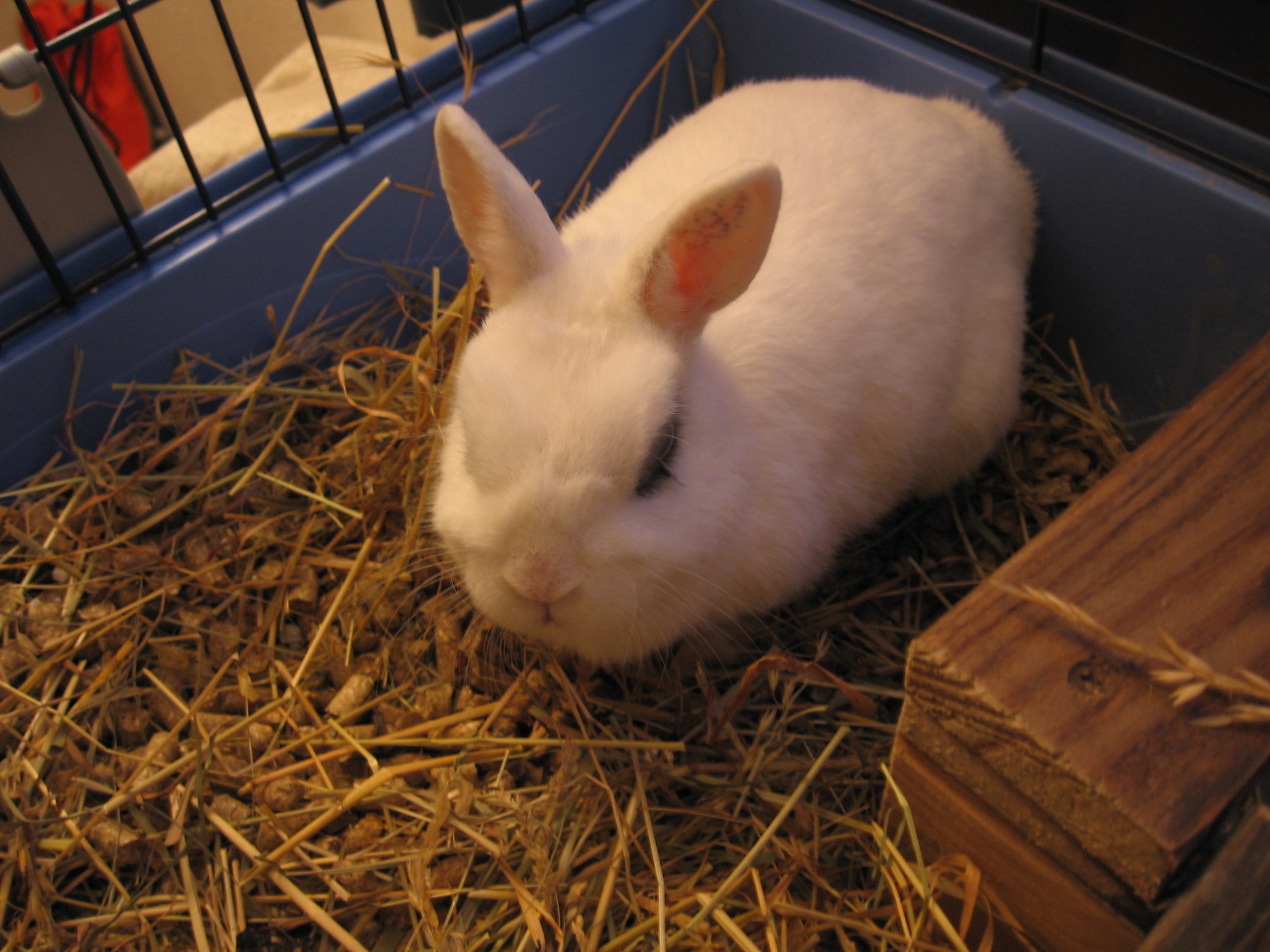 A Netherland dwarf rabbit called Magda