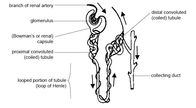 Glucose Reabsorption Nephron