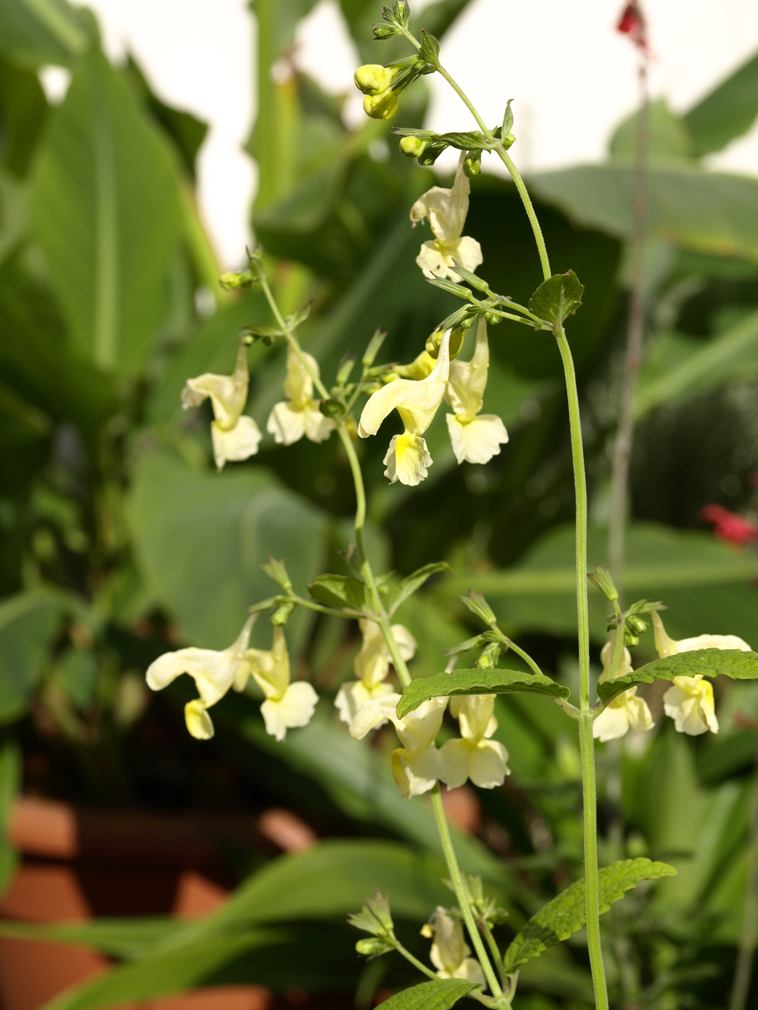 Nepeta govaniana image