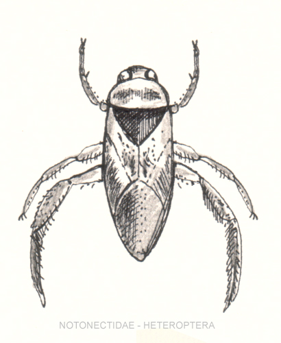 File:Notonectidae-heteroptera.jpg