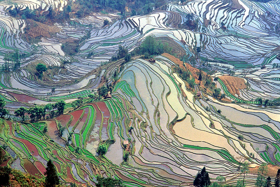 china terraced fields