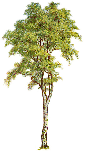 clip art tree. File:Tree-clipart-5.jpg