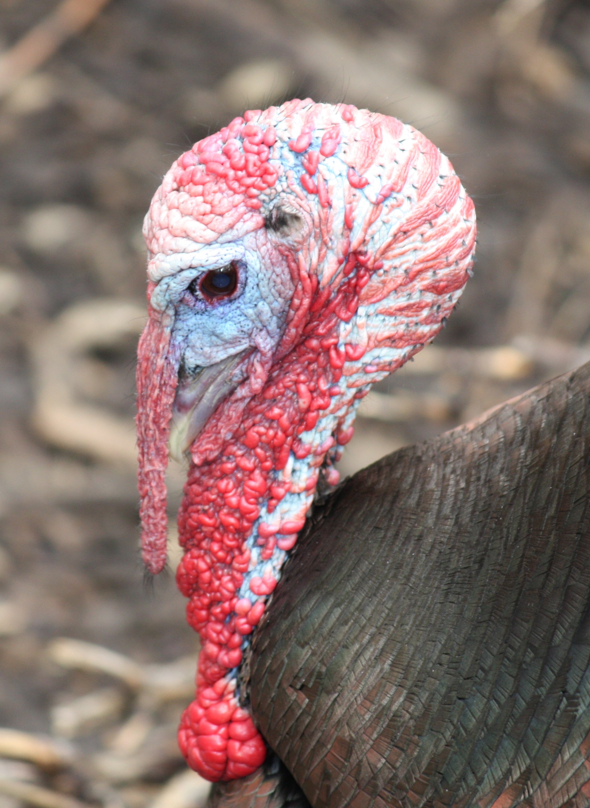 Managing wild turkeys on public and private lands | Mississippi State ...