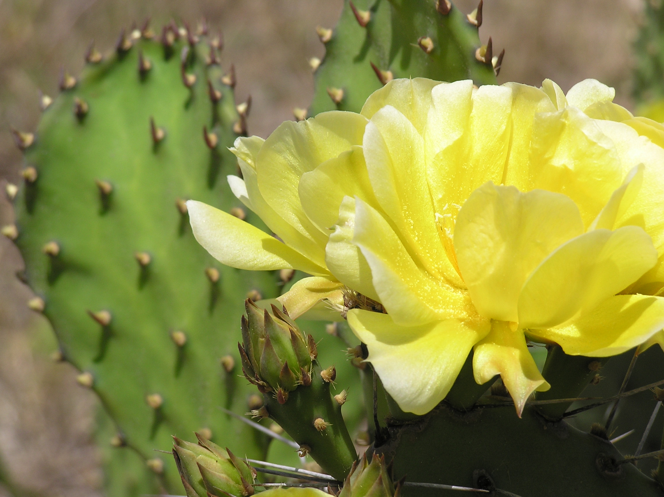 Cactus Flower Pueblo Co