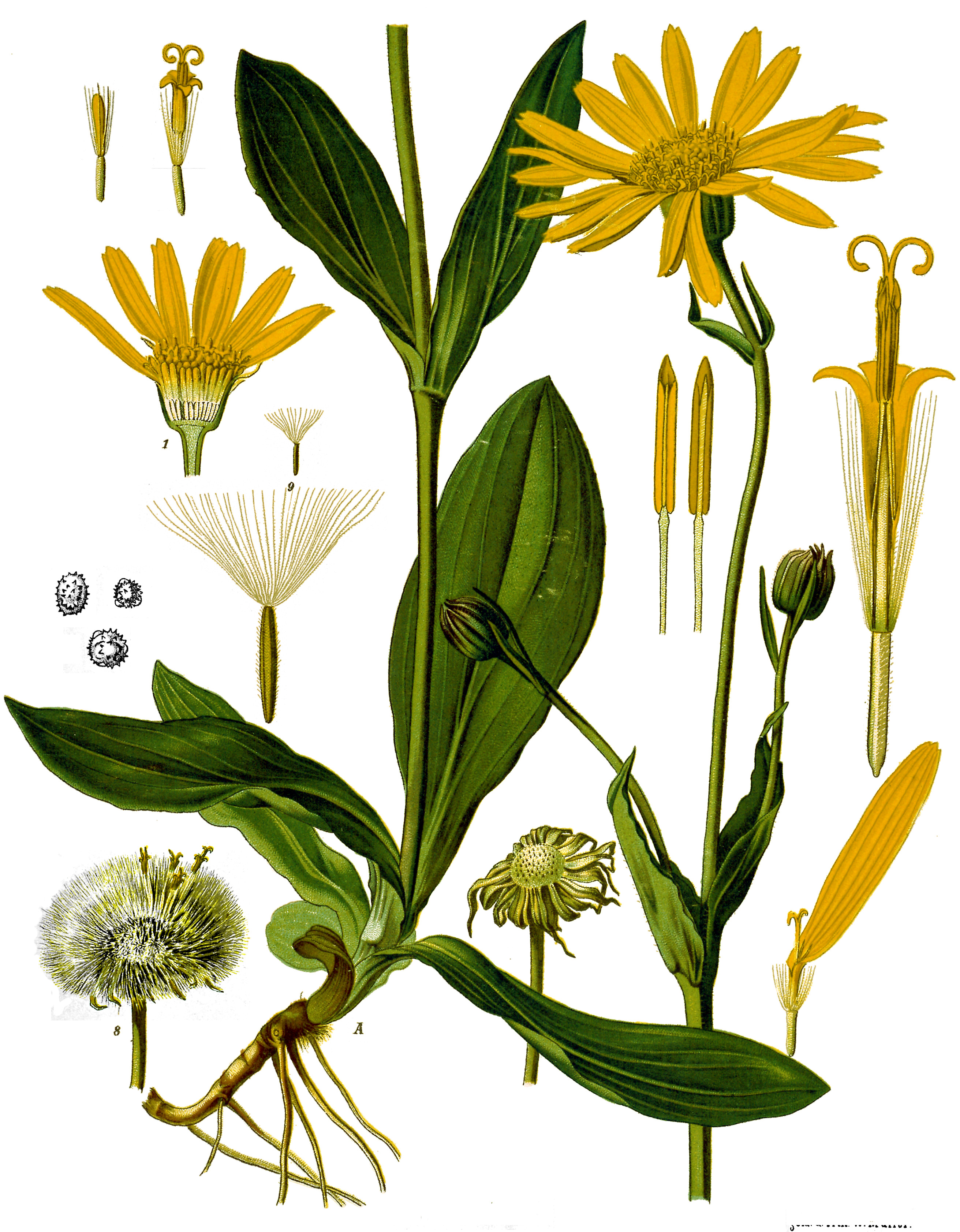 all about arnica