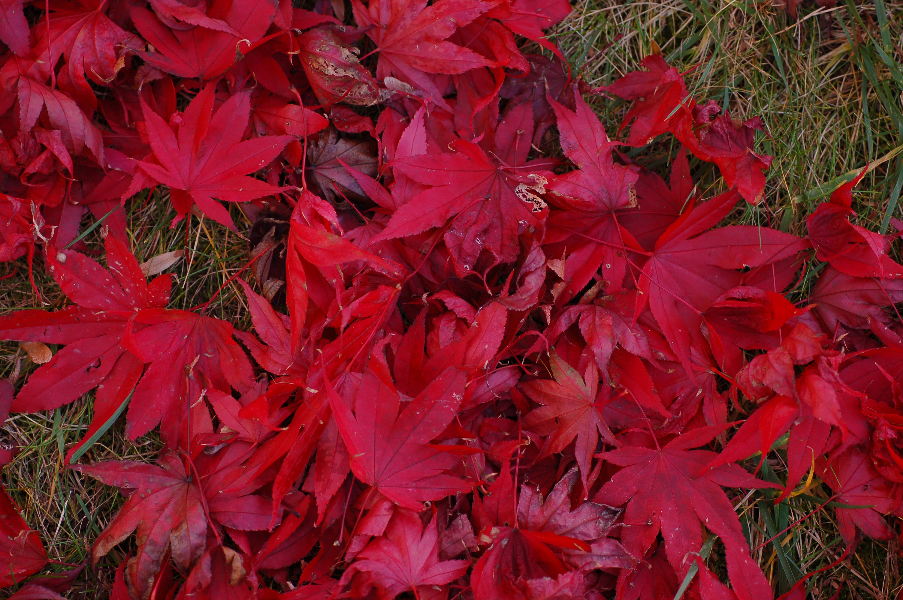 File:Japanese Maple Acer palmatum Ground Leaves 3008px.jpg - Wikipedia
