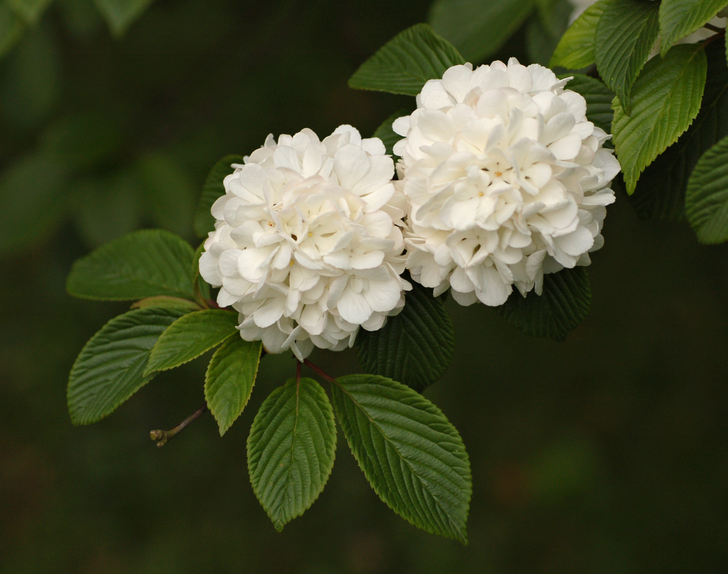 Snowball Flower