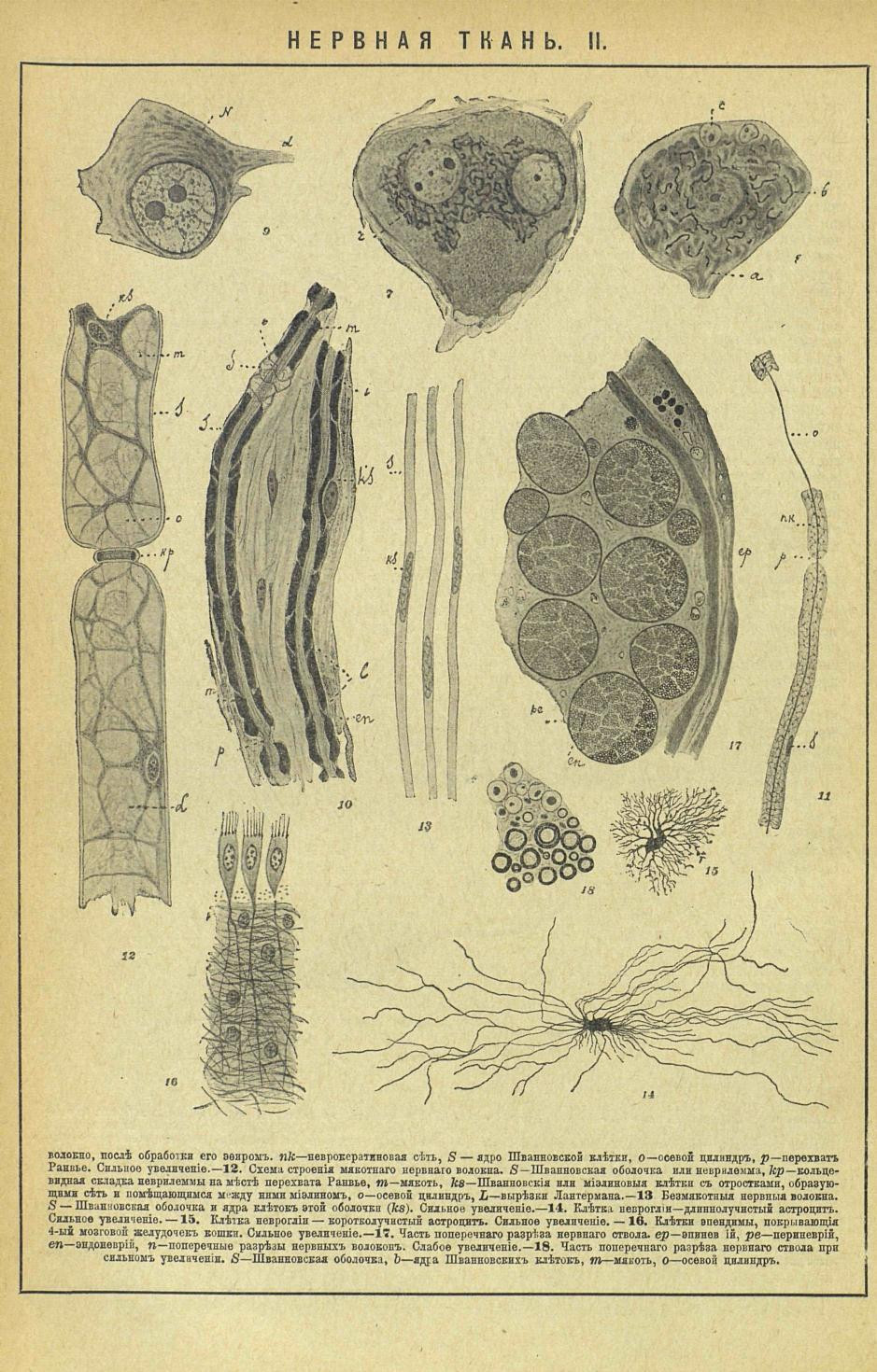 НЭС. Нервная ткань 2.jpg
