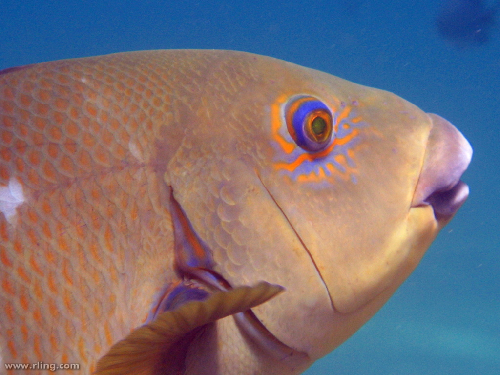 By Richard Ling from NSW, Australia (Eastern Blue Groper) [CC-BY-SA-2.0 (http://creativecommons.org/licenses/by-sa/2.0)], via Wikimedia Commons