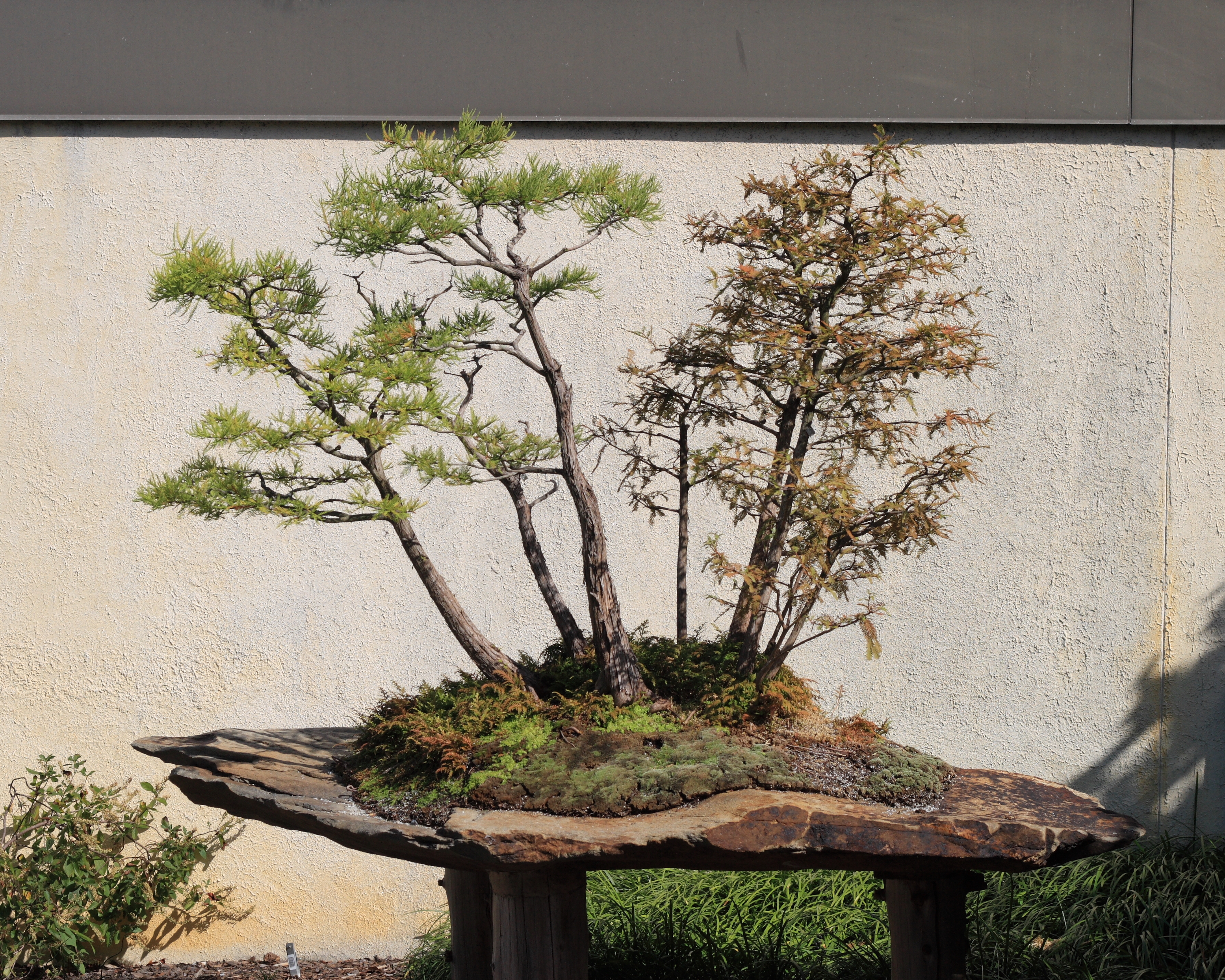 Plantón de Taxodium. Primeros pasitos... Bald_Cypress_bonsai_250,_October_10,_2008