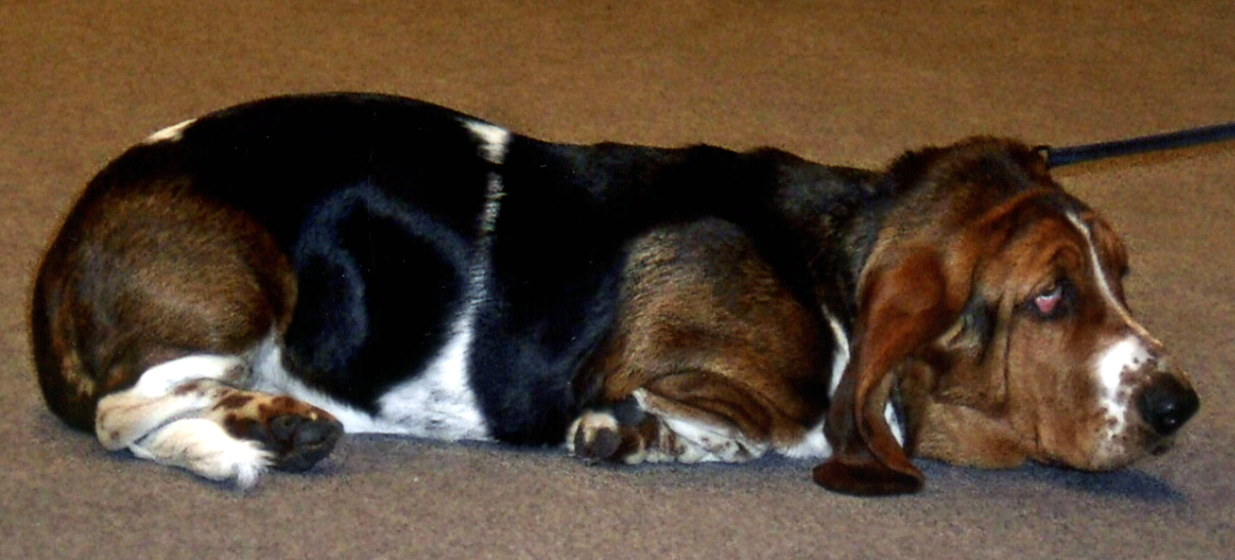 Basset hound lick