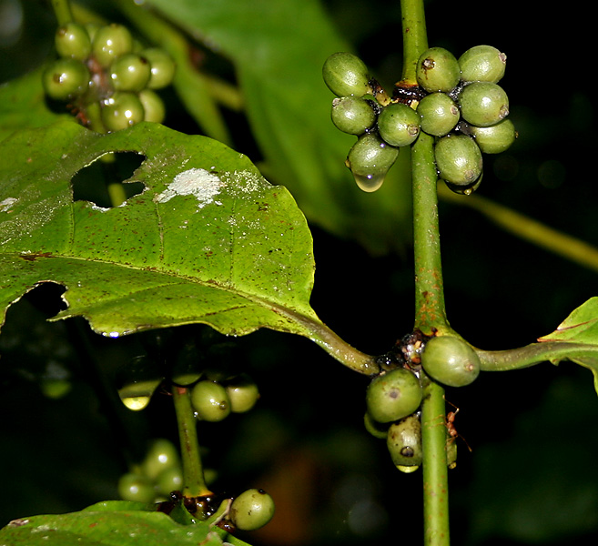 Berkas:Coffea canephora W2 IMG 2430.jpg