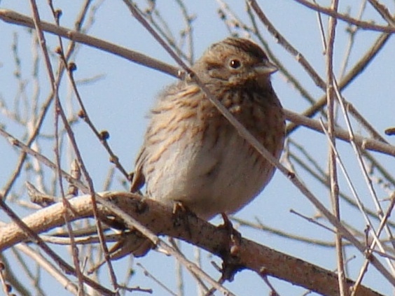 Emberiza leucocephalos image