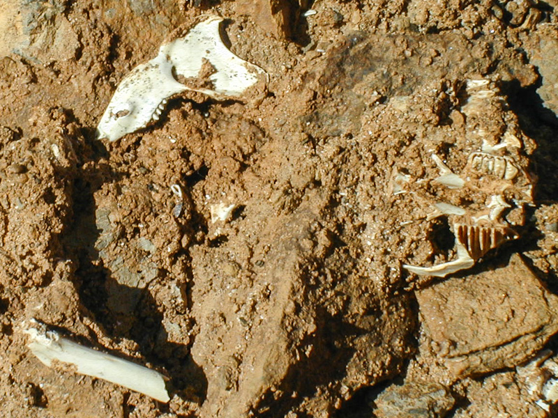 Fossil_bones_of_Prolagus_sardus%2C_Corsica.jpg