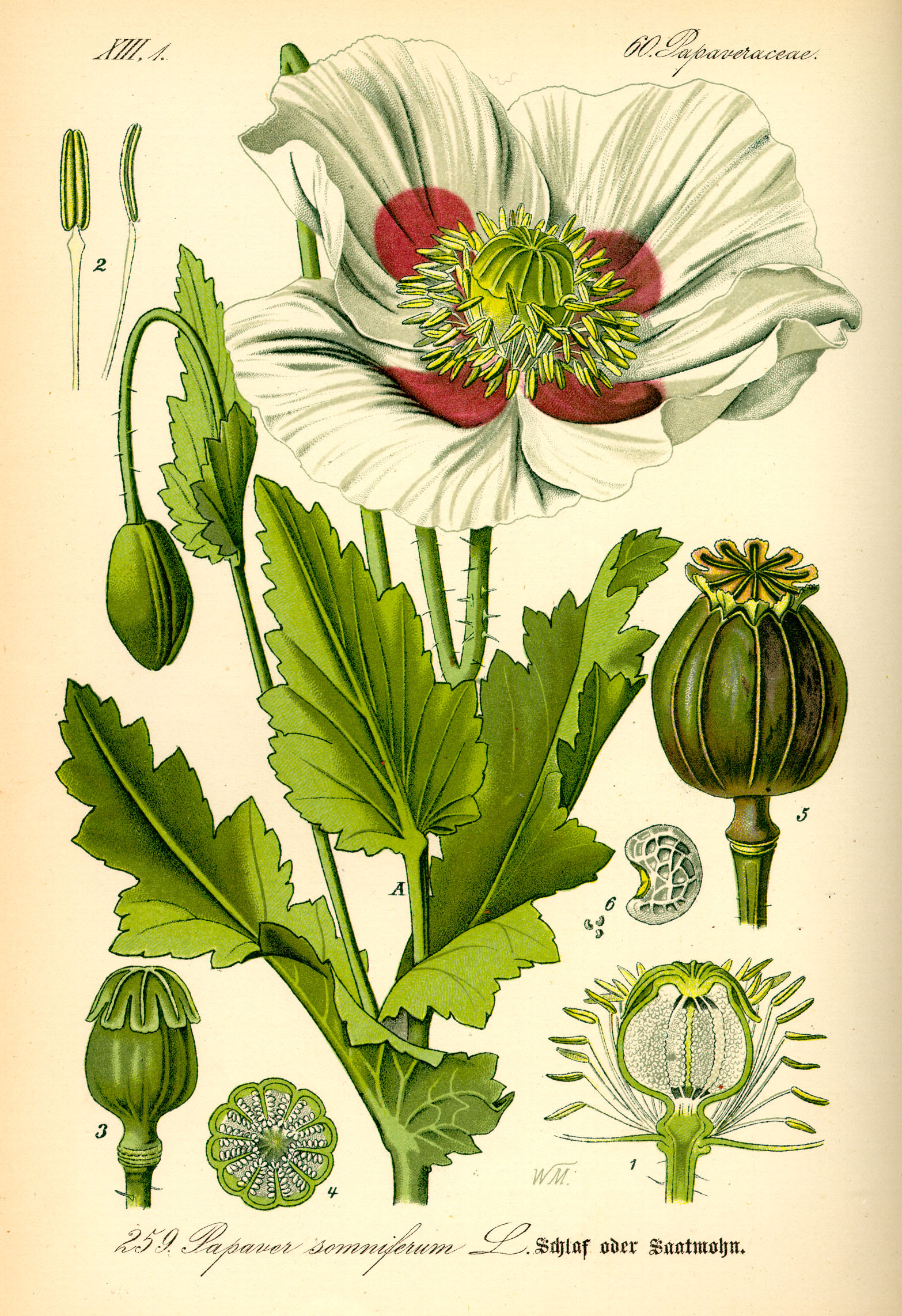 File:Illustration Papaver somniferum0.jpg - Wikimedia Commons