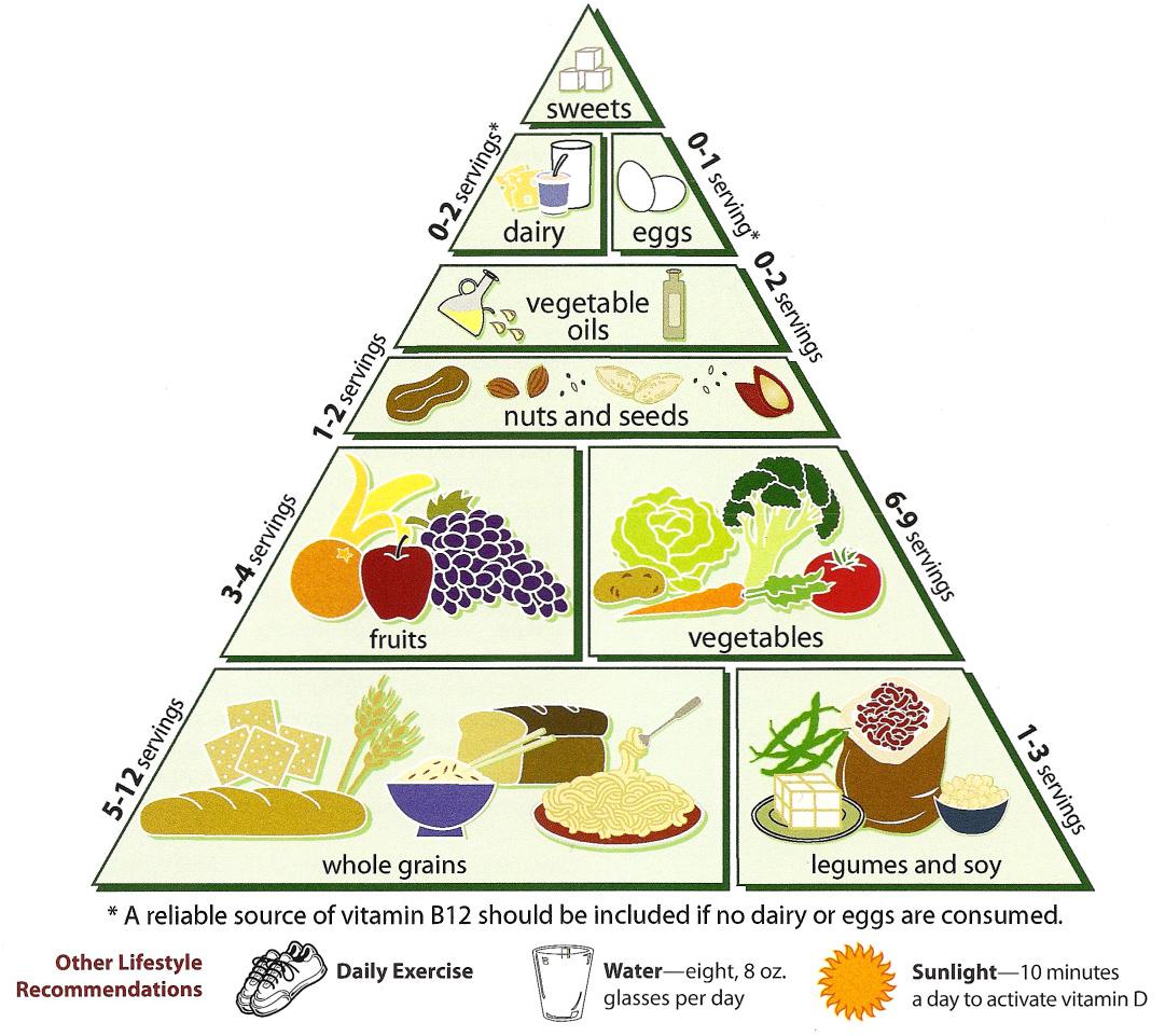 Pyramid.jpg Vegetarian worksheets University Loma  Food Description Linda project animal