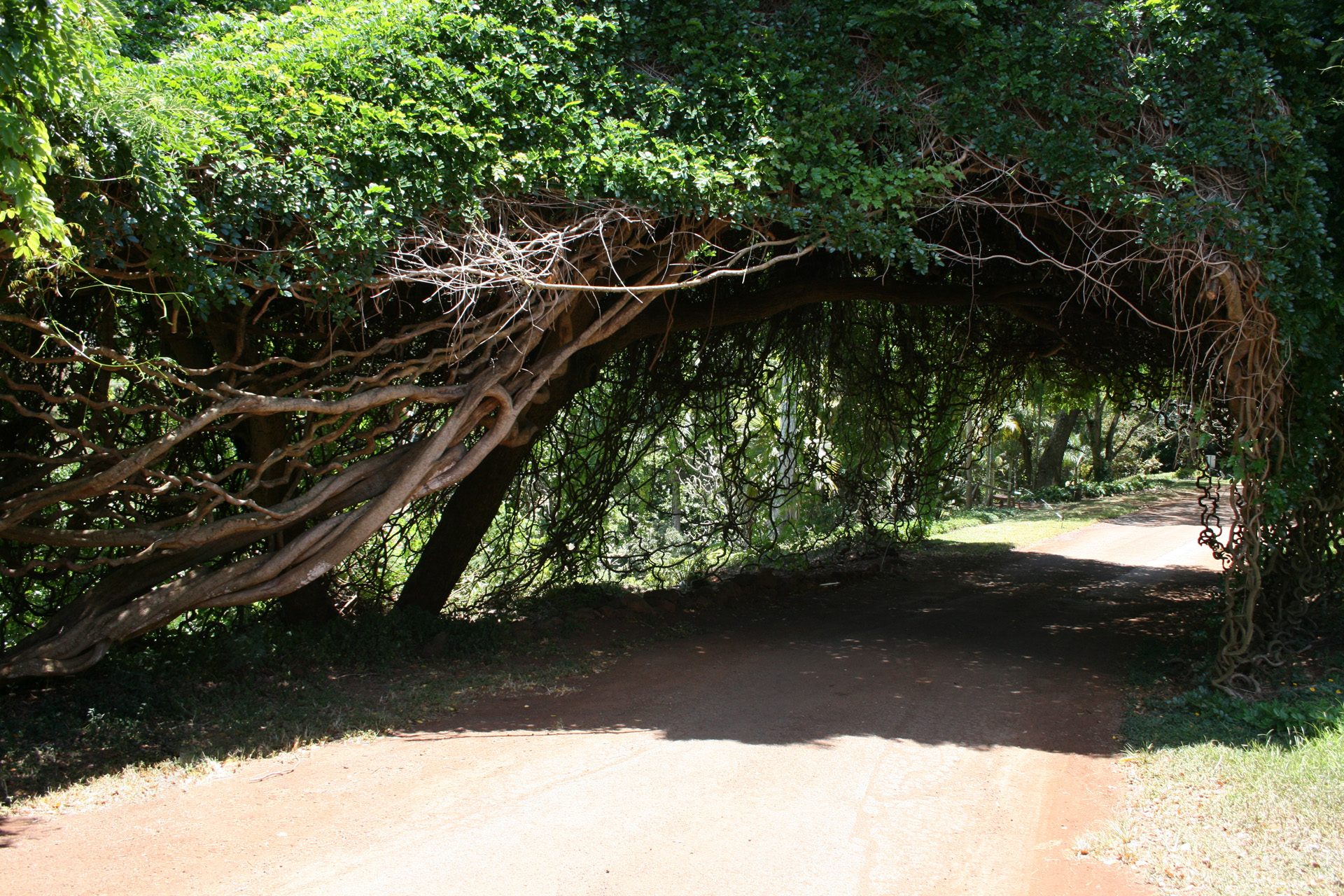 Canopy Biology