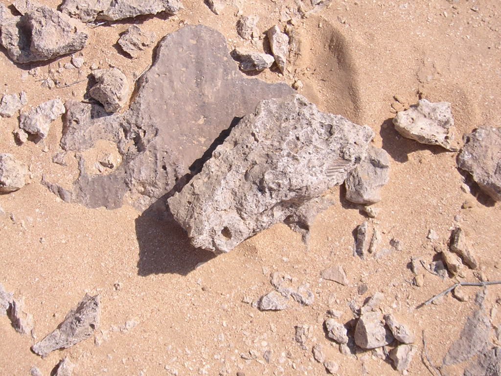 Fossils Rocks