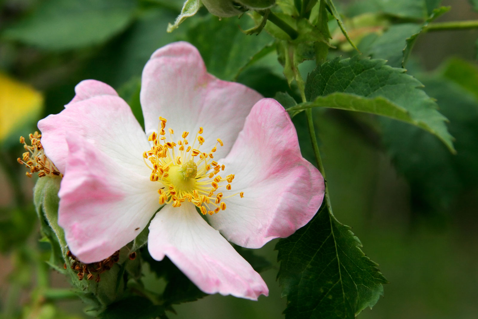 White and Pink Dog Rose Flower
