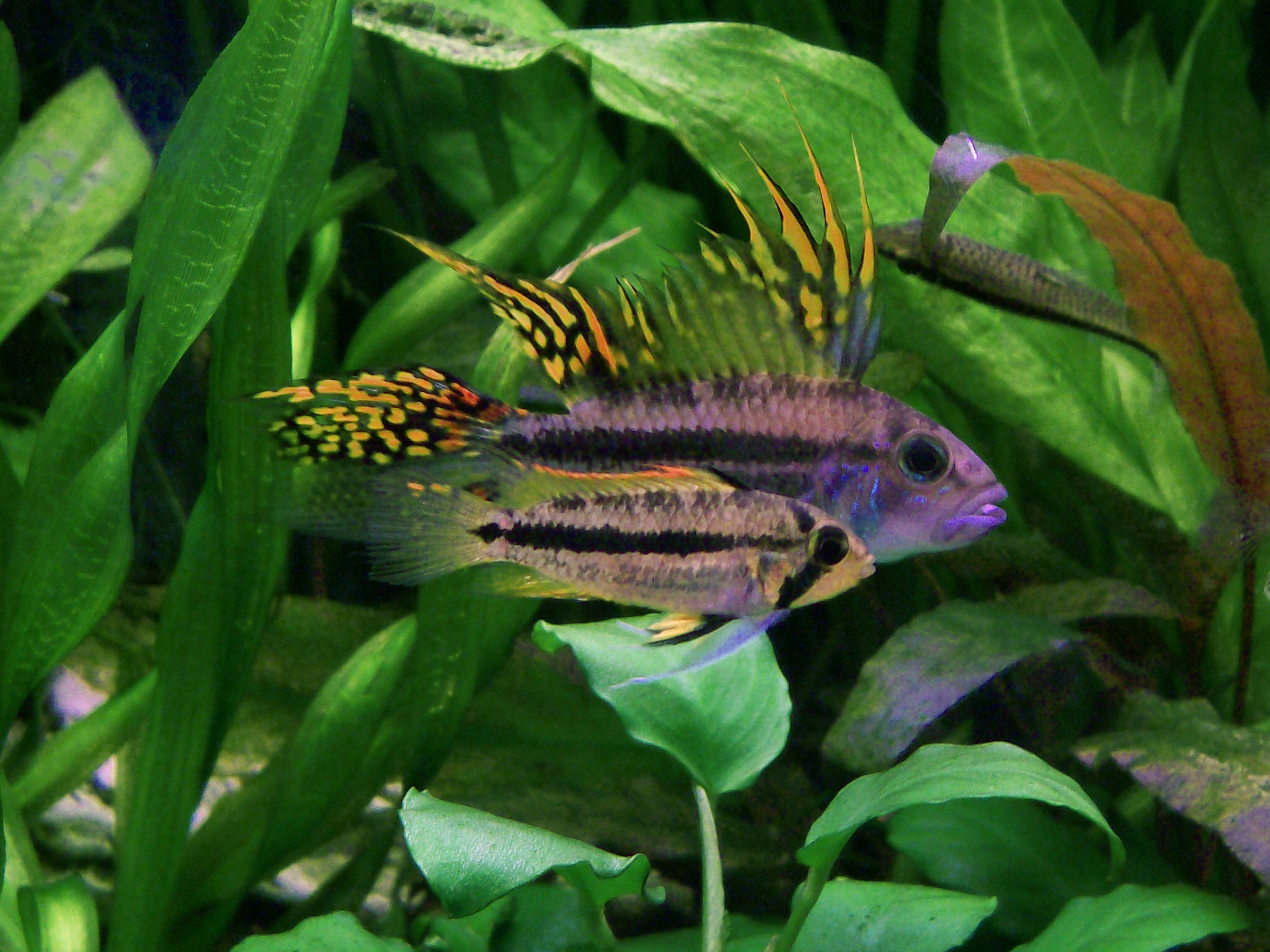 [Imagen: Apistogramma_cacatuoides.jpg]