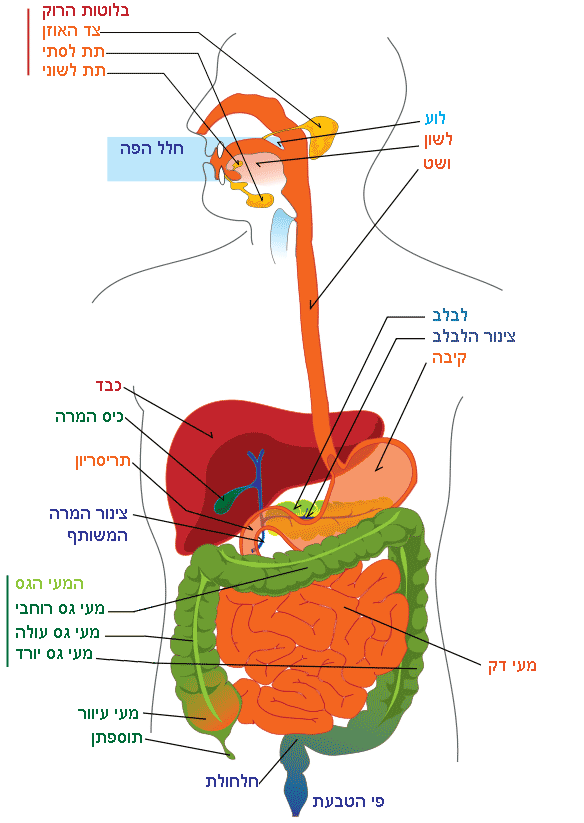 תרגום איור מערכת העיכול