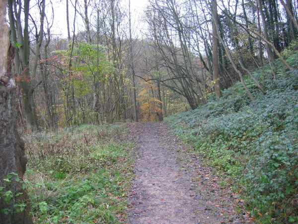 Castle Eden Dene