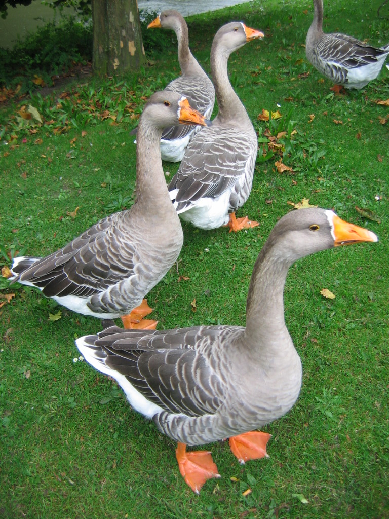 Geese_Fruggo01.JPG