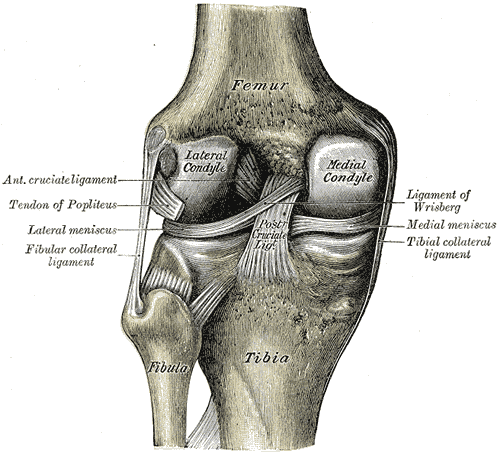 Left knee-joint from behind, showing interior ...