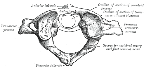 File:Hip bone - close-up - lateral view (right hip bone).png - Wikipedia