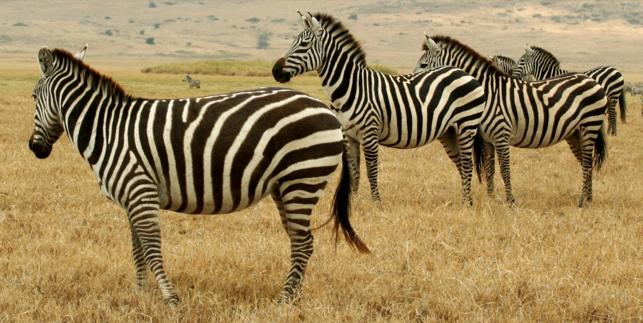 animals tanzania