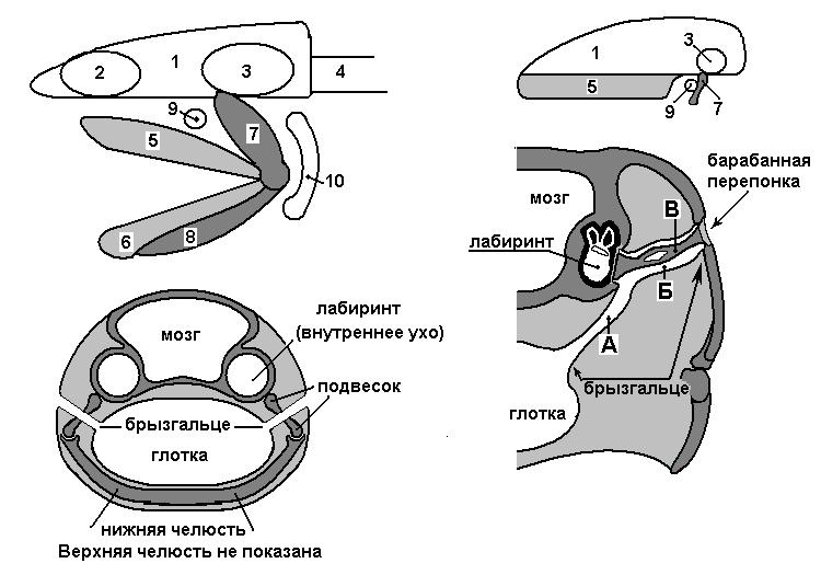 Evolution ear fishes.jpg